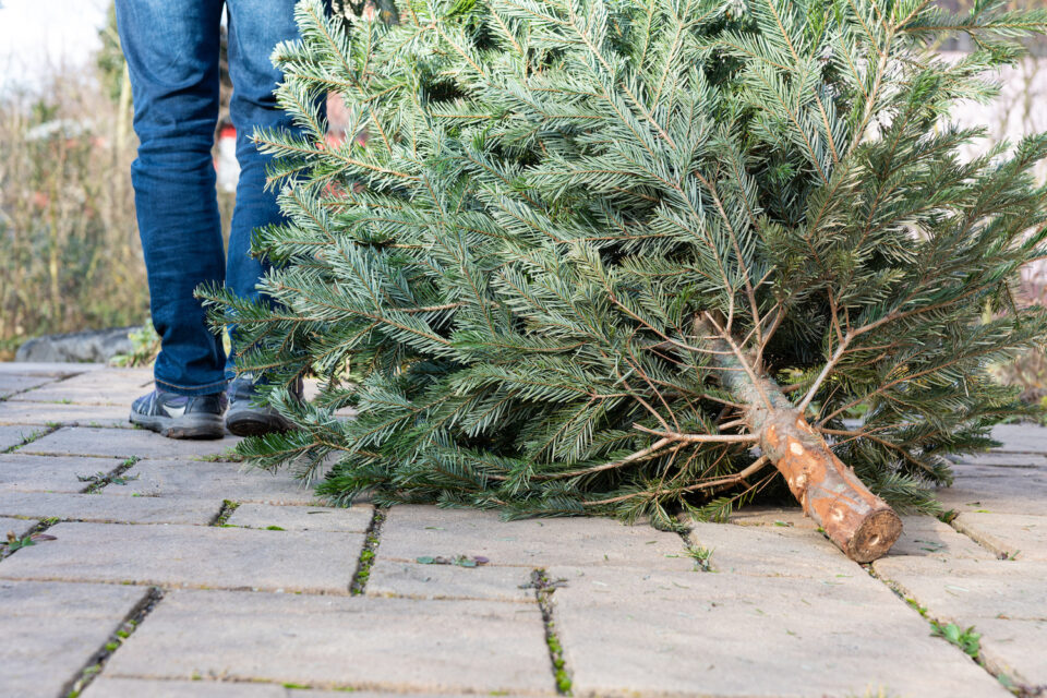 Abgabestellen in Stuttgart Wohin mit dem Weihnachtsbaum? STUGGI.TV